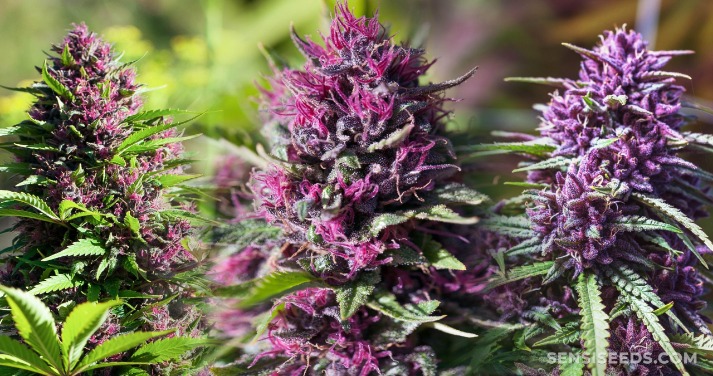 weed only darknet market