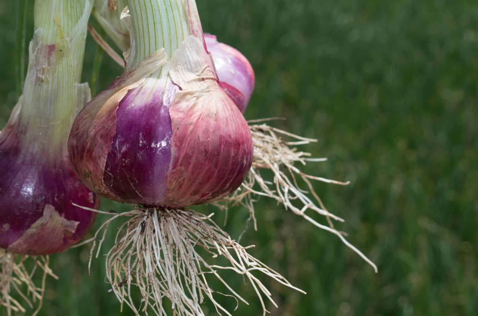 onion dark web list