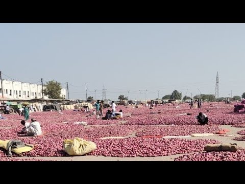 live onion market