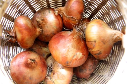 dark web cheap electronics